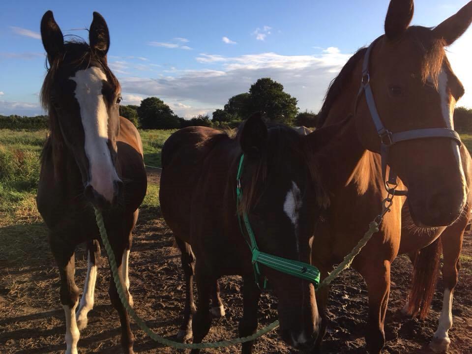 Dansk Varmblod Ebony Knight Trix  - Fra venstre: Batman, Føllerina og Trix billede 4