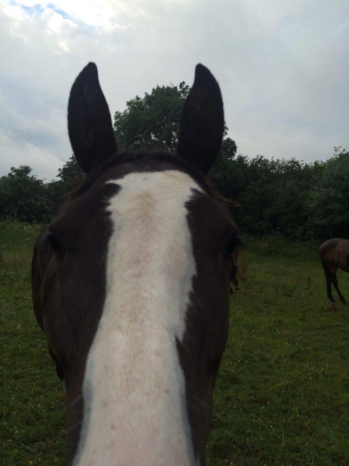 Dansk Varmblod Ebony Knight Trix  billede 11