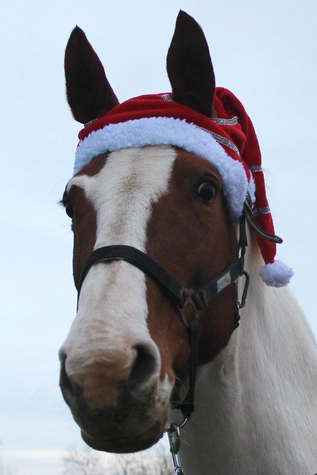 Anden særlig race Freja - Min lille nissemus:P  billede 9