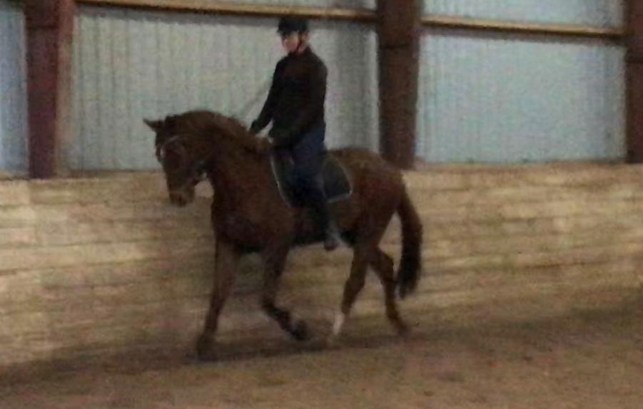 Dansk Varmblod Pilou billede 19