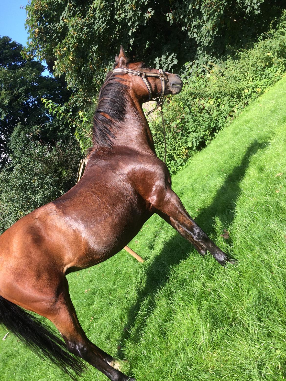 New Forest Amadian (Ams) billede 1