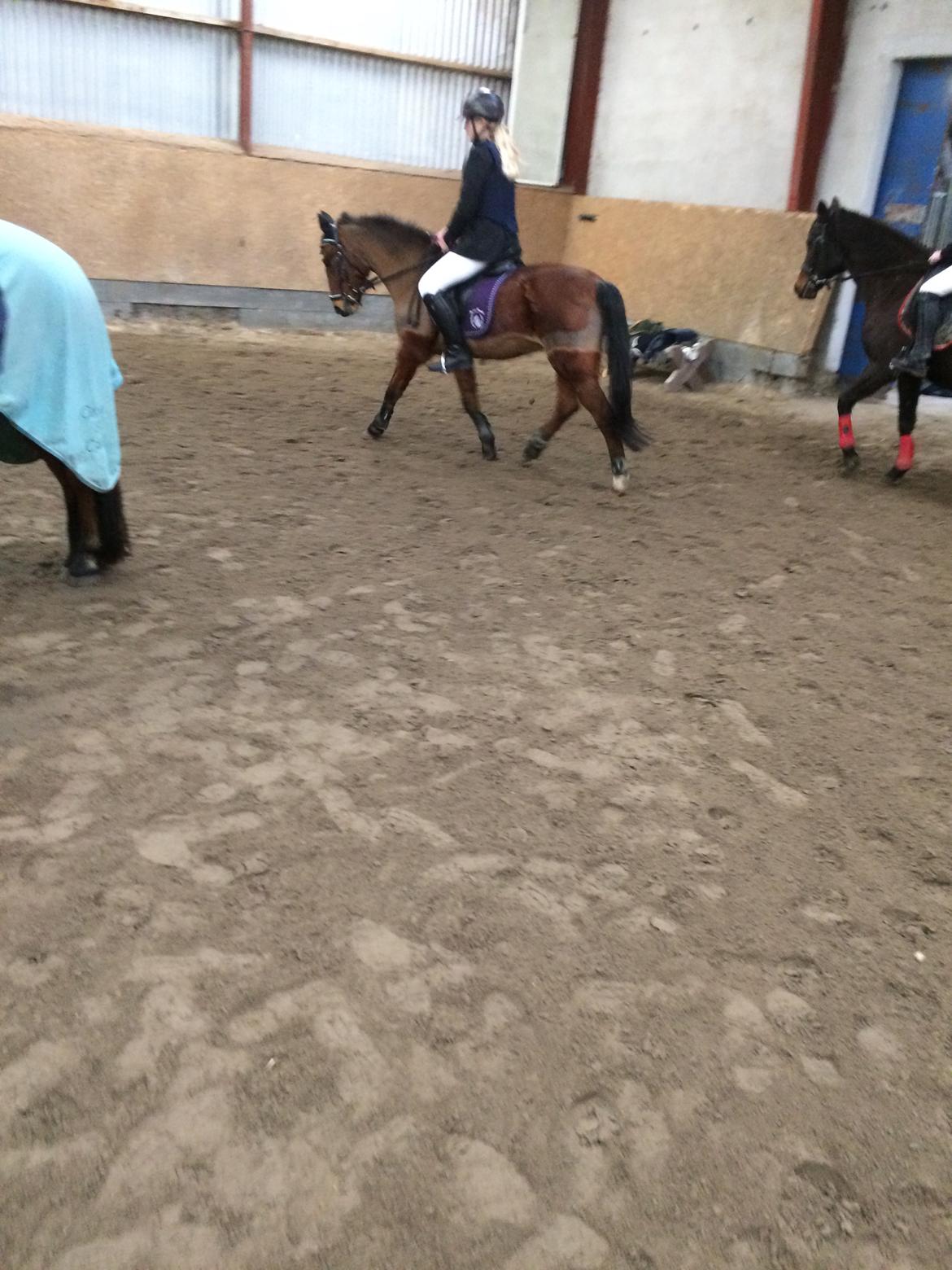 New Forest Amadian (Ams) billede 3