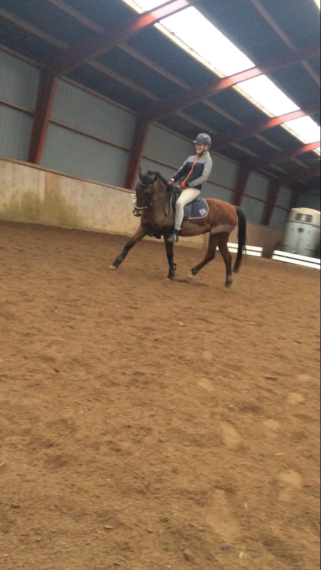 New Forest Amadian (Ams) billede 2