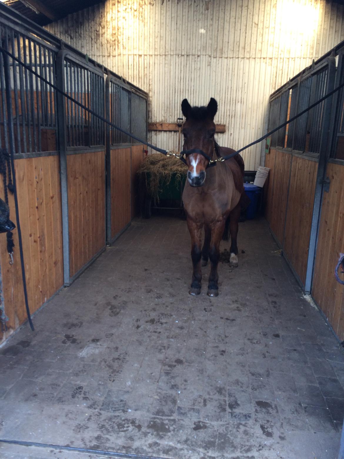 New Forest Amadian (Ams) billede 4