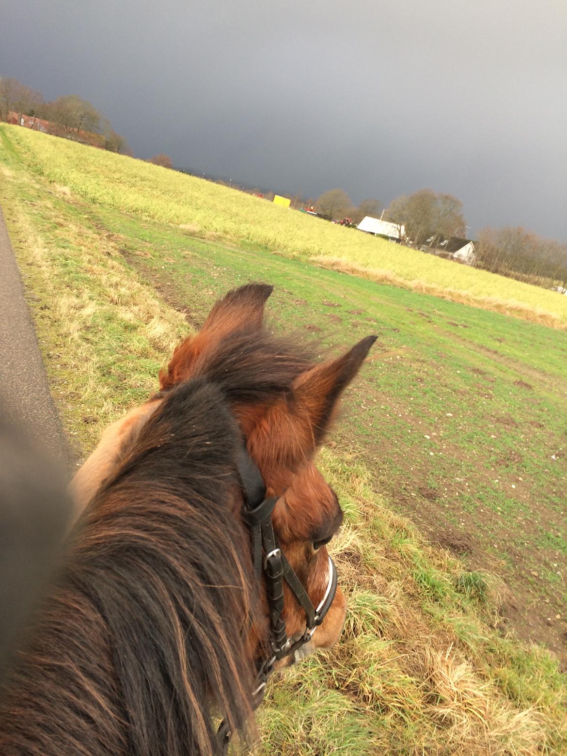 New Forest Amadian (Ams) billede 5