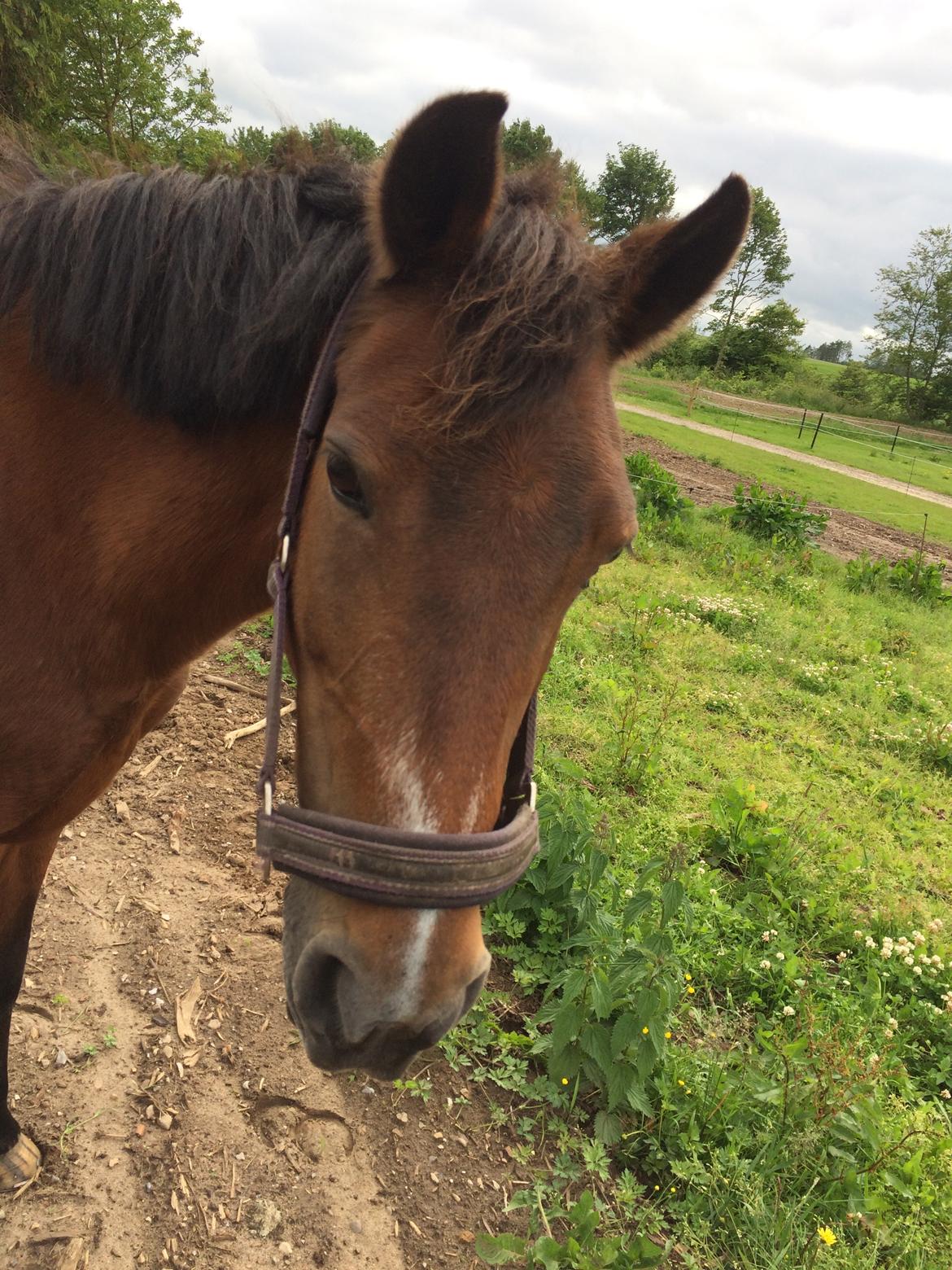 New Forest Amadian (Ams) billede 7