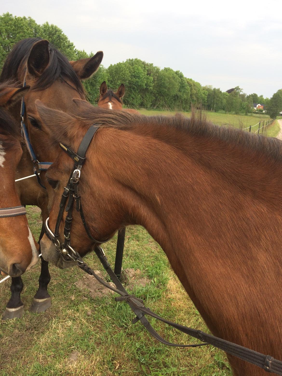 New Forest Amadian (Ams) billede 8