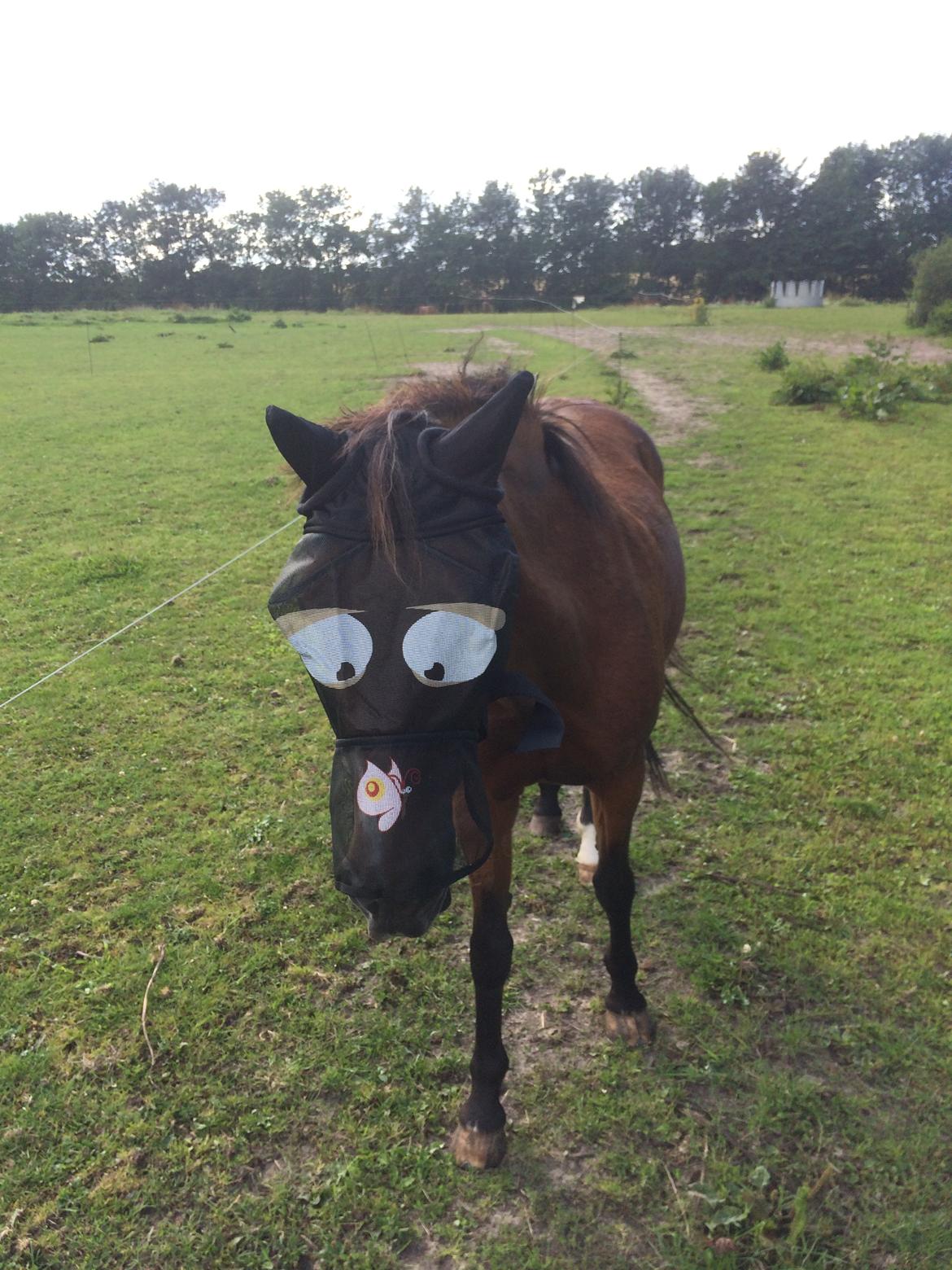 New Forest Amadian (Ams) billede 10