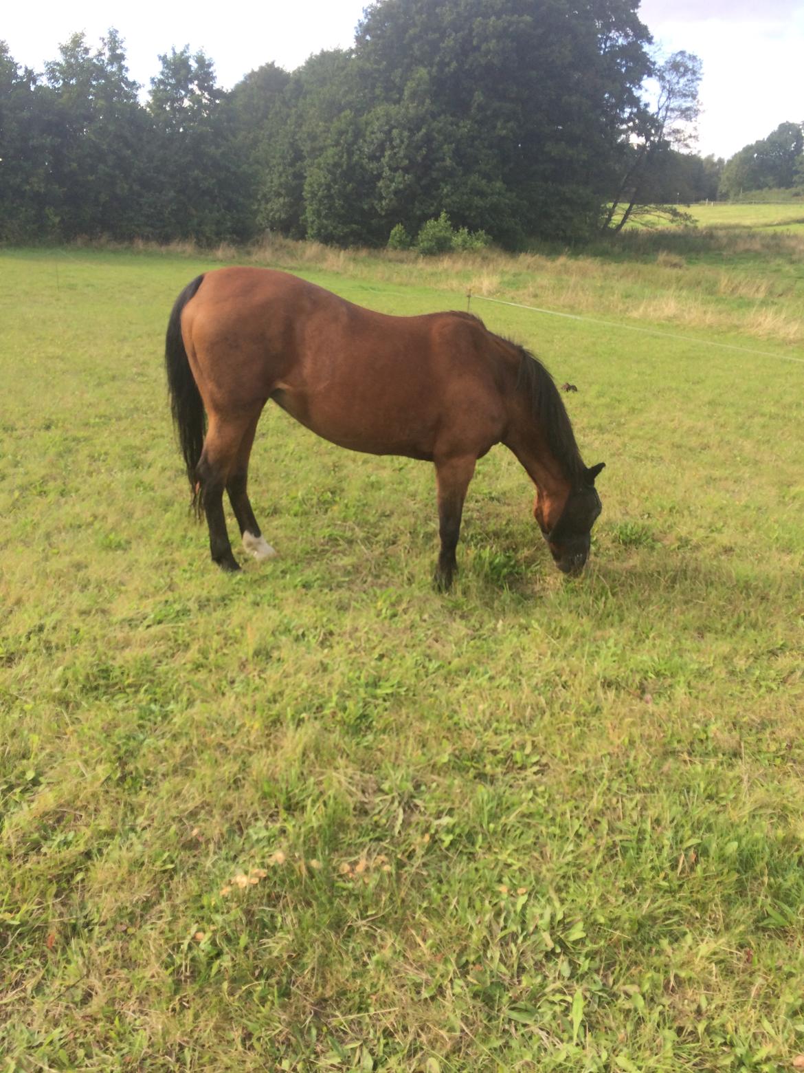 New Forest Amadian (Ams) billede 11