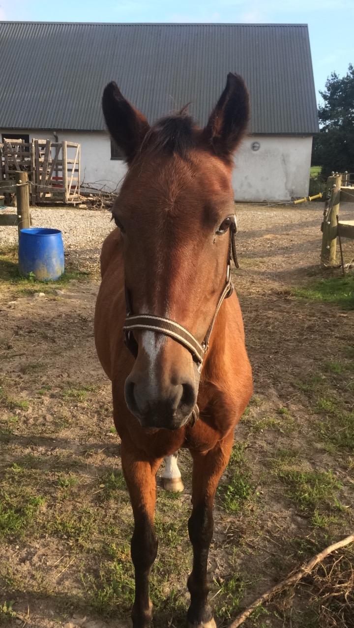 New Forest Amadian (Ams) billede 12