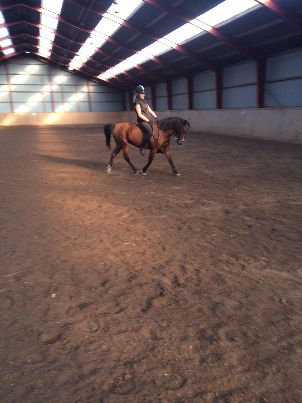 New Forest Amadian (Ams) billede 13