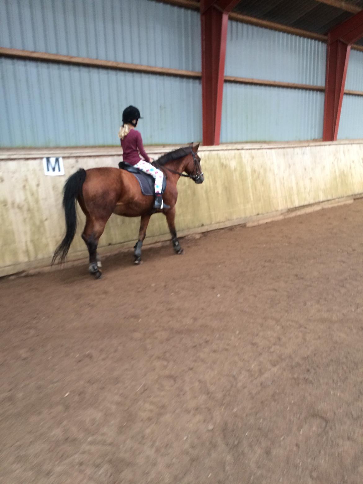 New Forest Amadian (Ams) billede 14