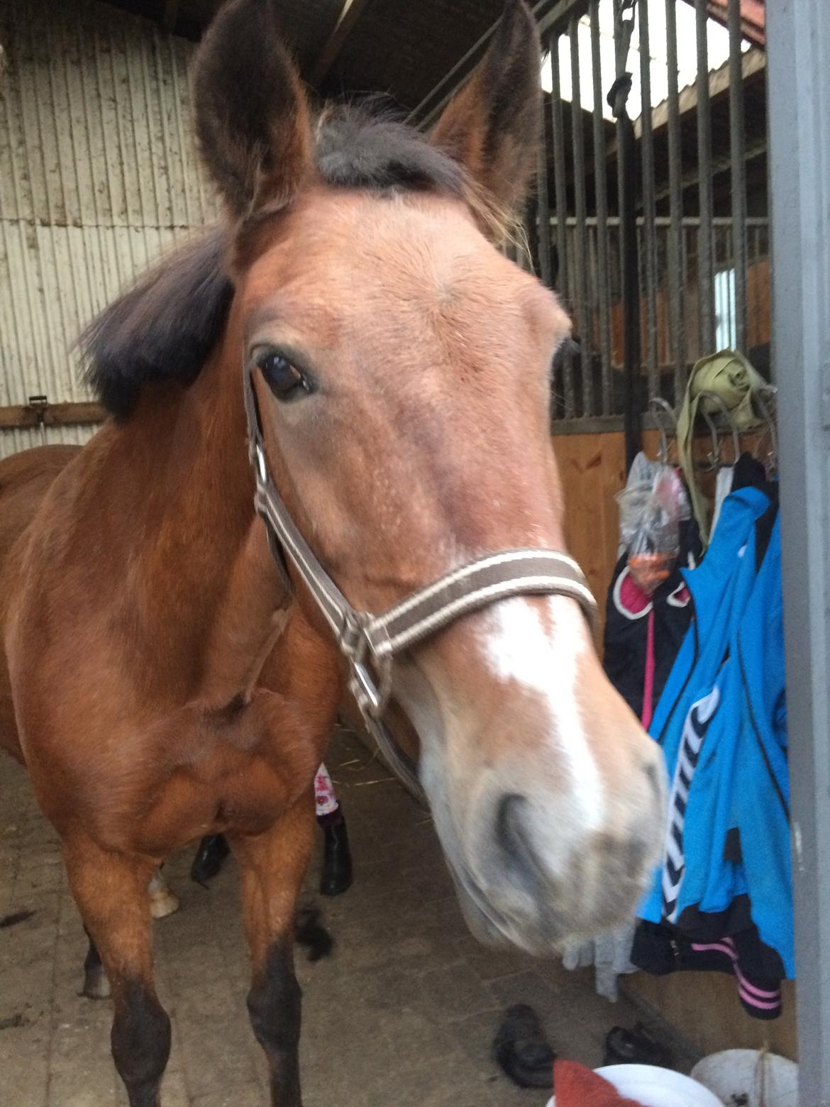 New Forest Amadian (Ams) billede 15