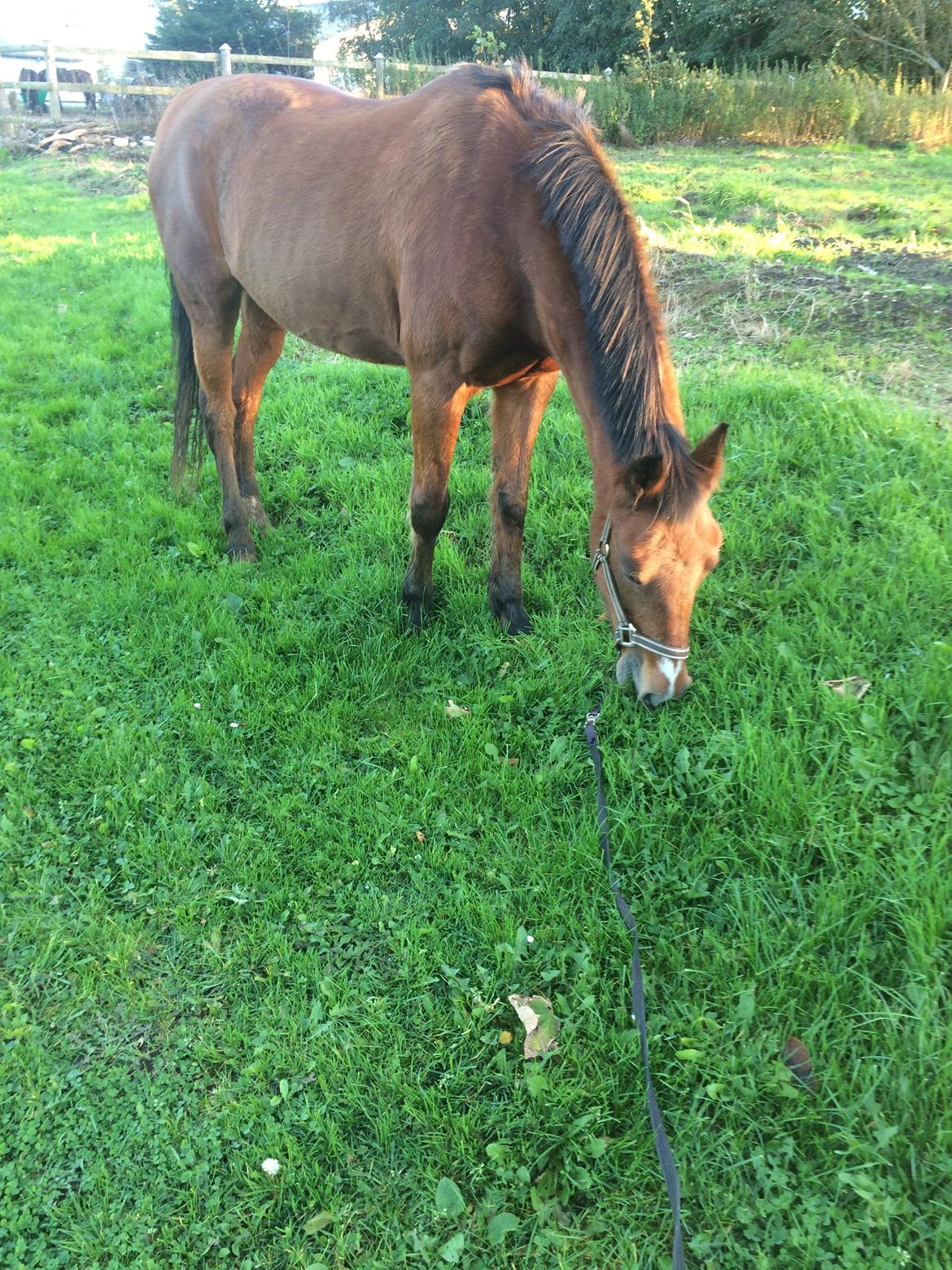 New Forest Amadian (Ams) billede 16