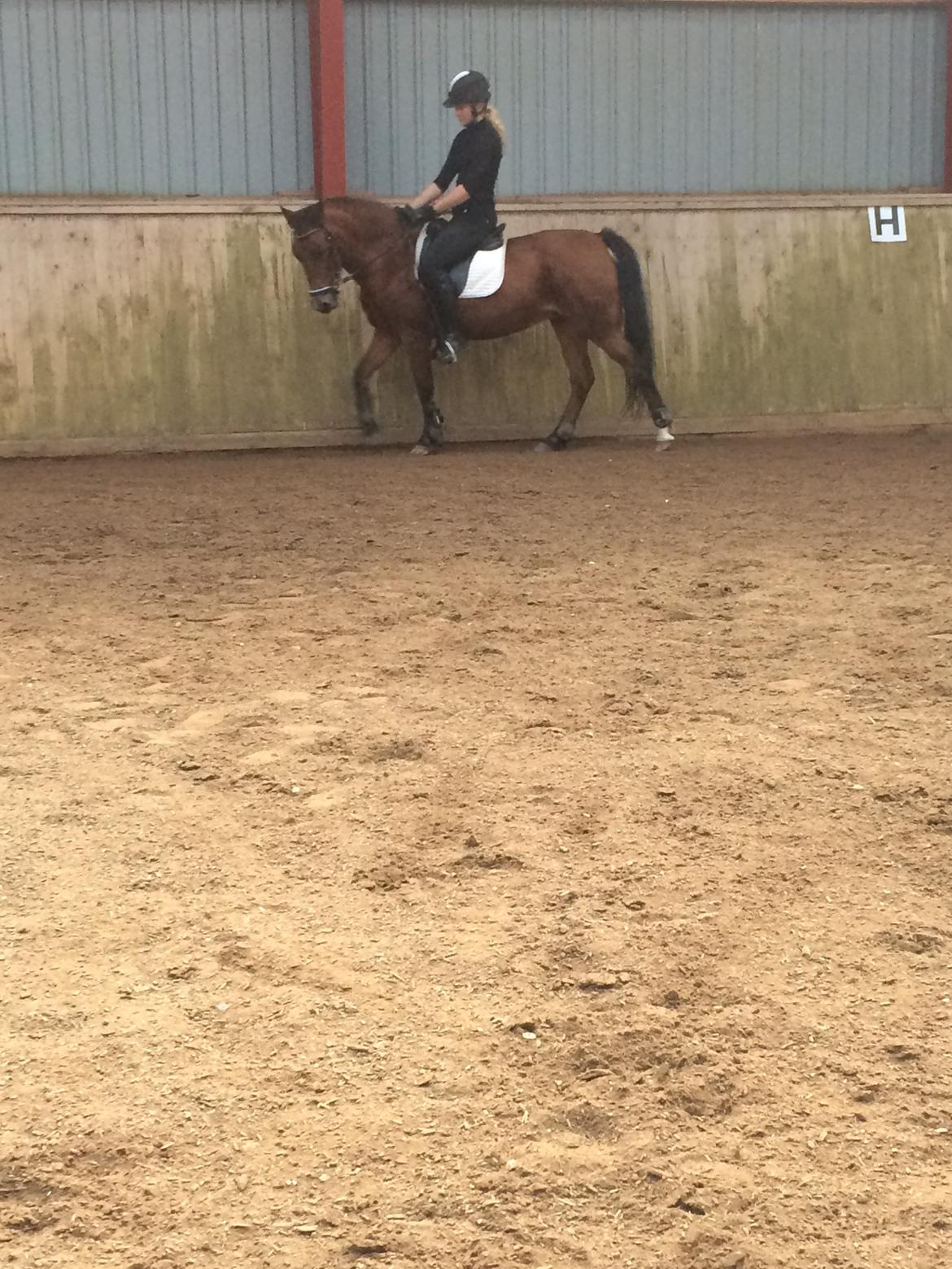 New Forest Amadian (Ams) billede 17