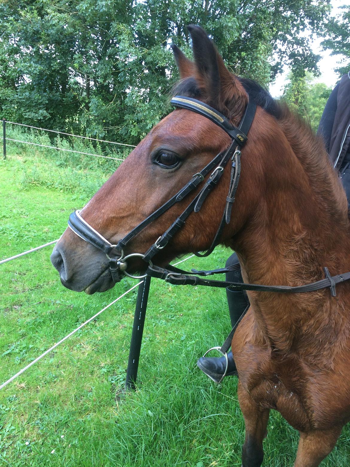 New Forest Amadian (Ams) billede 18