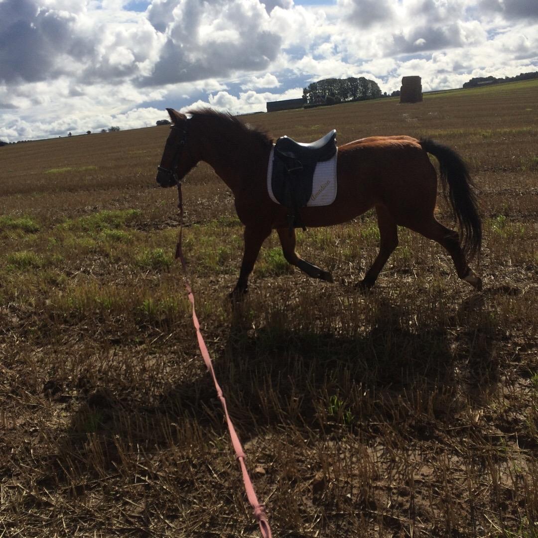 New Forest Amadian (Ams) billede 19