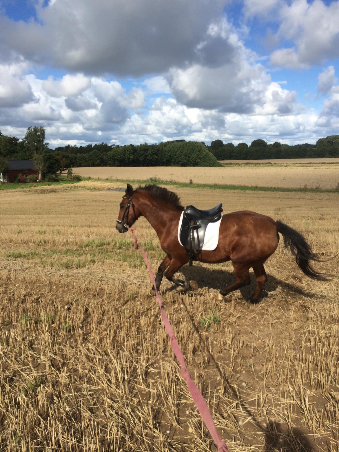 New Forest Amadian (Ams) billede 20