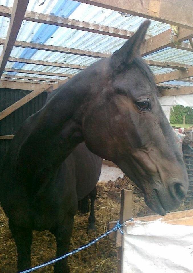 Traver ~Nathaly Prophet~ Medera (Dronningen) billede 23