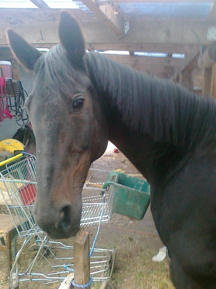 Traver ~Nathaly Prophet~ Medera (Dronningen) billede 16