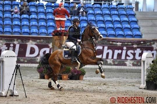 Dansk Varmblod Cornelia højbo *Himmel hest* billede 1
