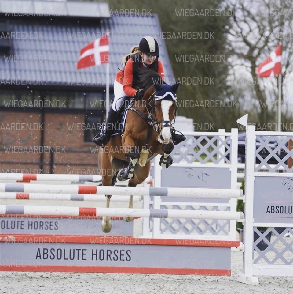 Dansk Varmblod Cornelia højbo *Himmel hest* billede 11