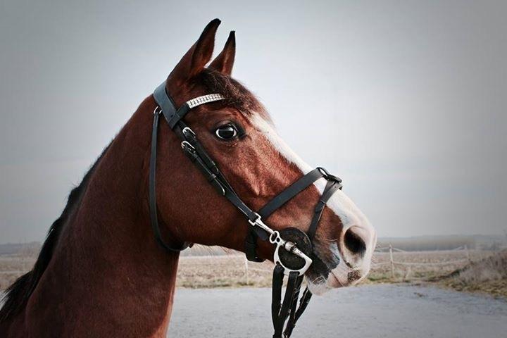 Dansk Varmblod Cornelia højbo *Himmel hest* billede 9