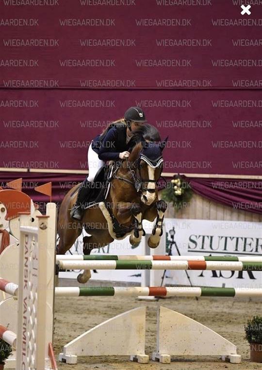 Dansk Varmblod Cornelia højbo *Himmel hest* billede 4
