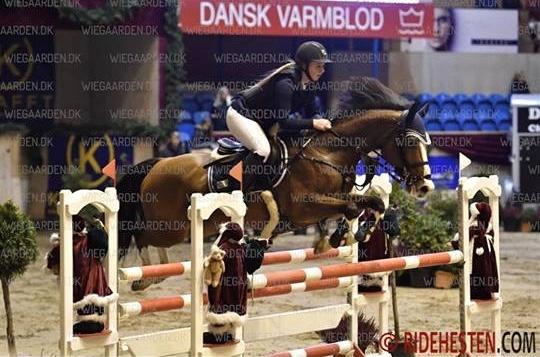 Dansk Varmblod Cornelia højbo *Himmel hest* billede 3
