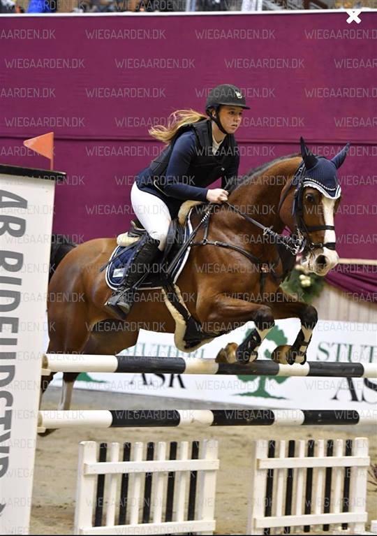 Dansk Varmblod Cornelia højbo *Himmel hest* billede 5