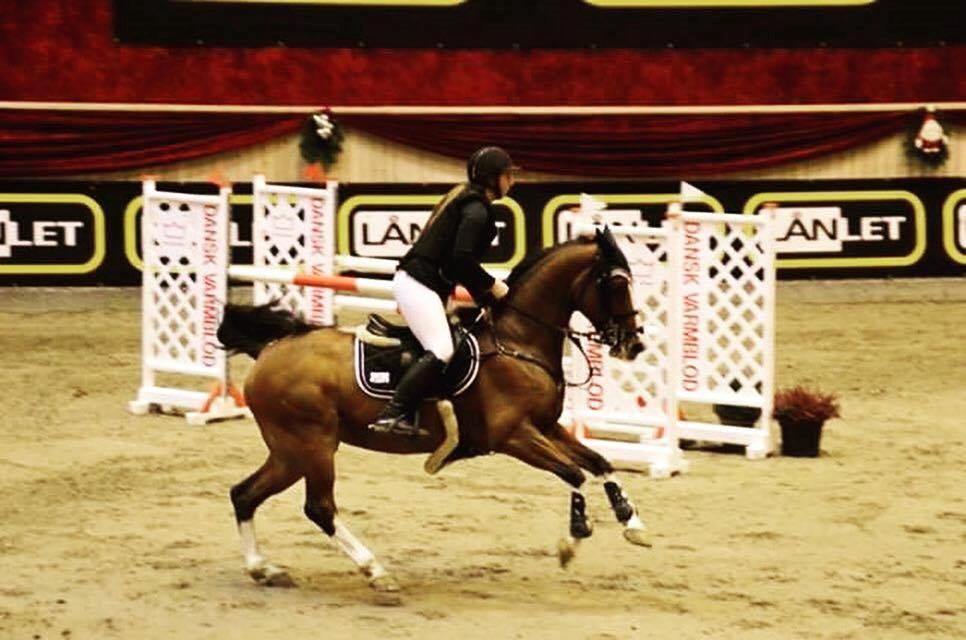 Dansk Varmblod Cornelia højbo *Himmel hest* billede 7