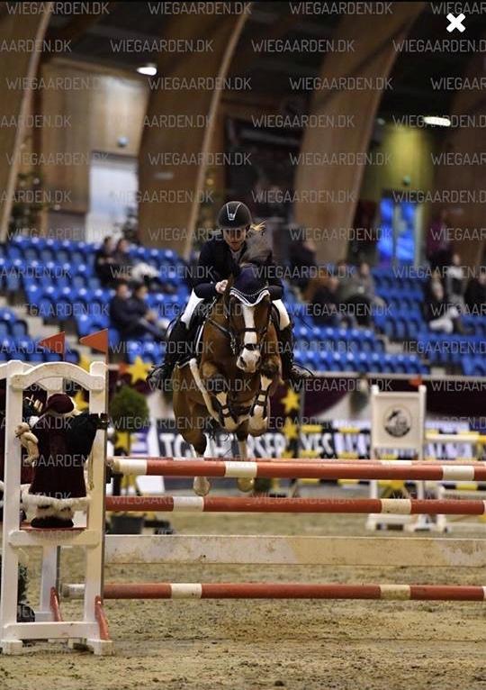 Dansk Varmblod Cornelia højbo *Himmel hest* billede 2