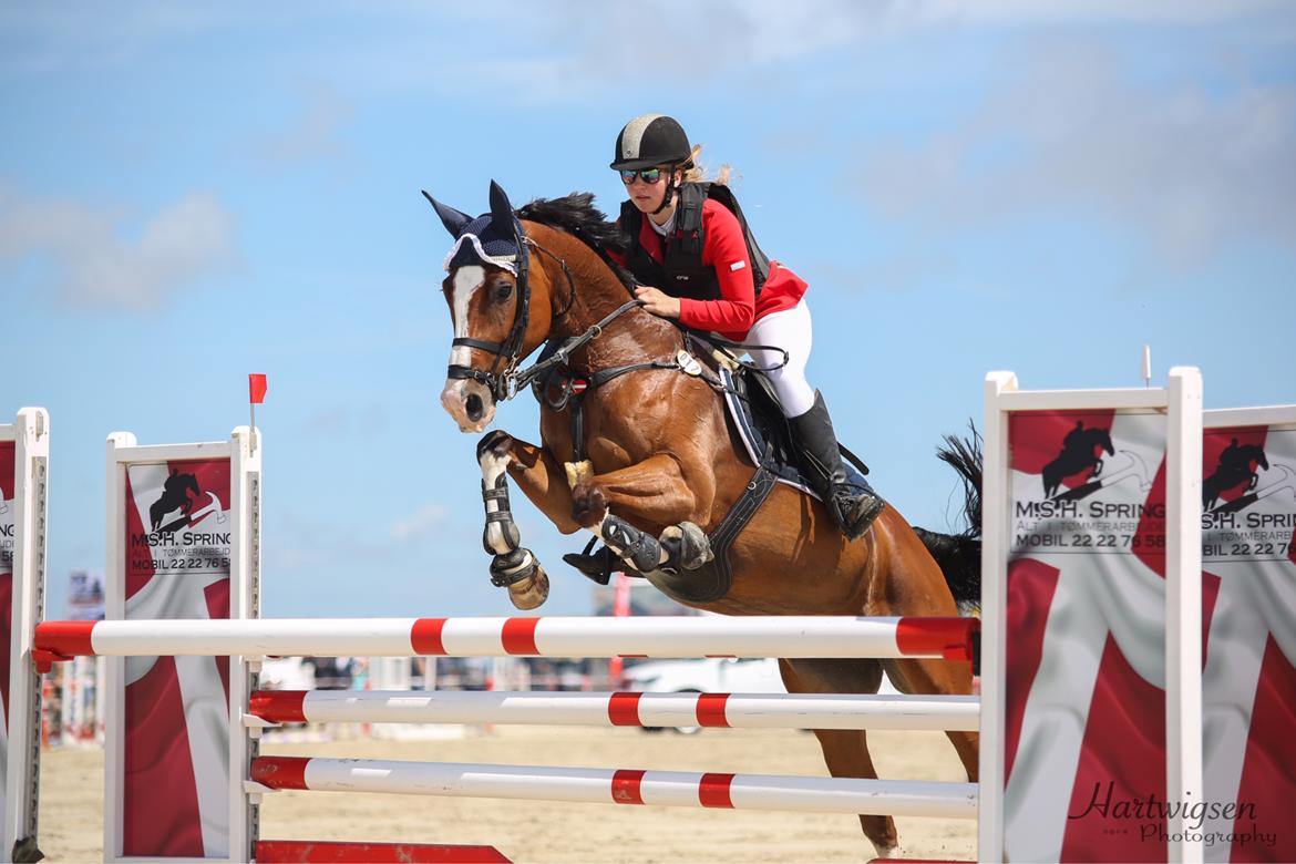 Dansk Varmblod Cornelia højbo *Himmel hest* billede 12