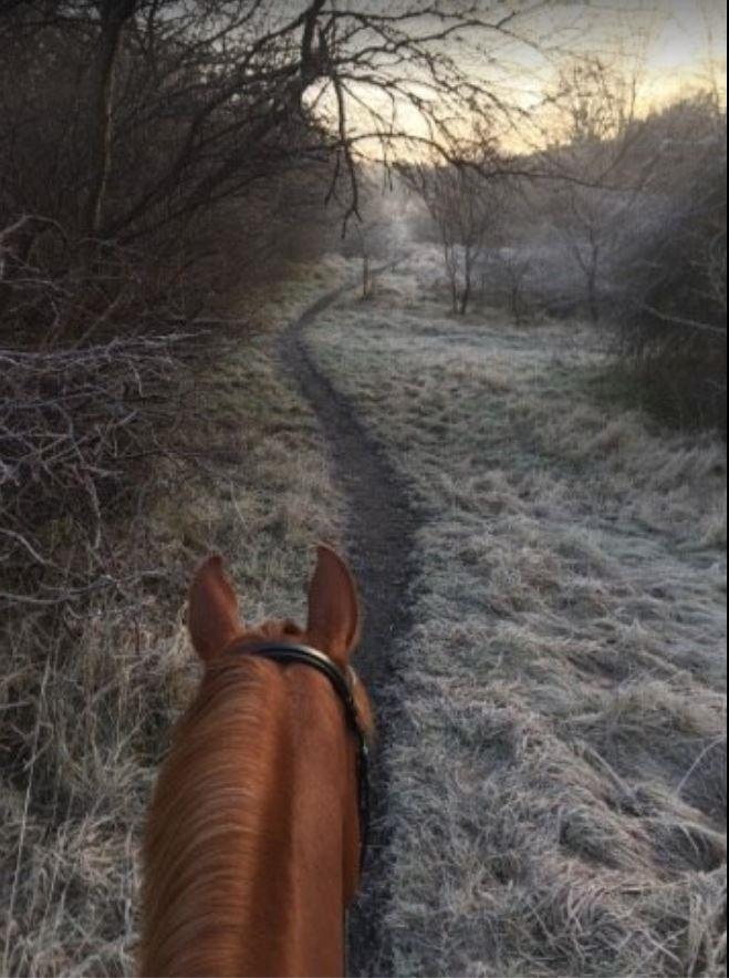Anden særlig race Magnolias Jessica billede 11