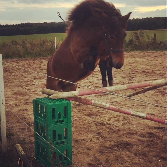 Islænder Vepja fra Skyttegården - October/September 2017  billede 9