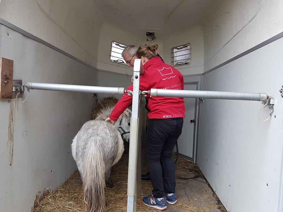 Miniature Máni - Da vi var oppe og hente ham  billede 8