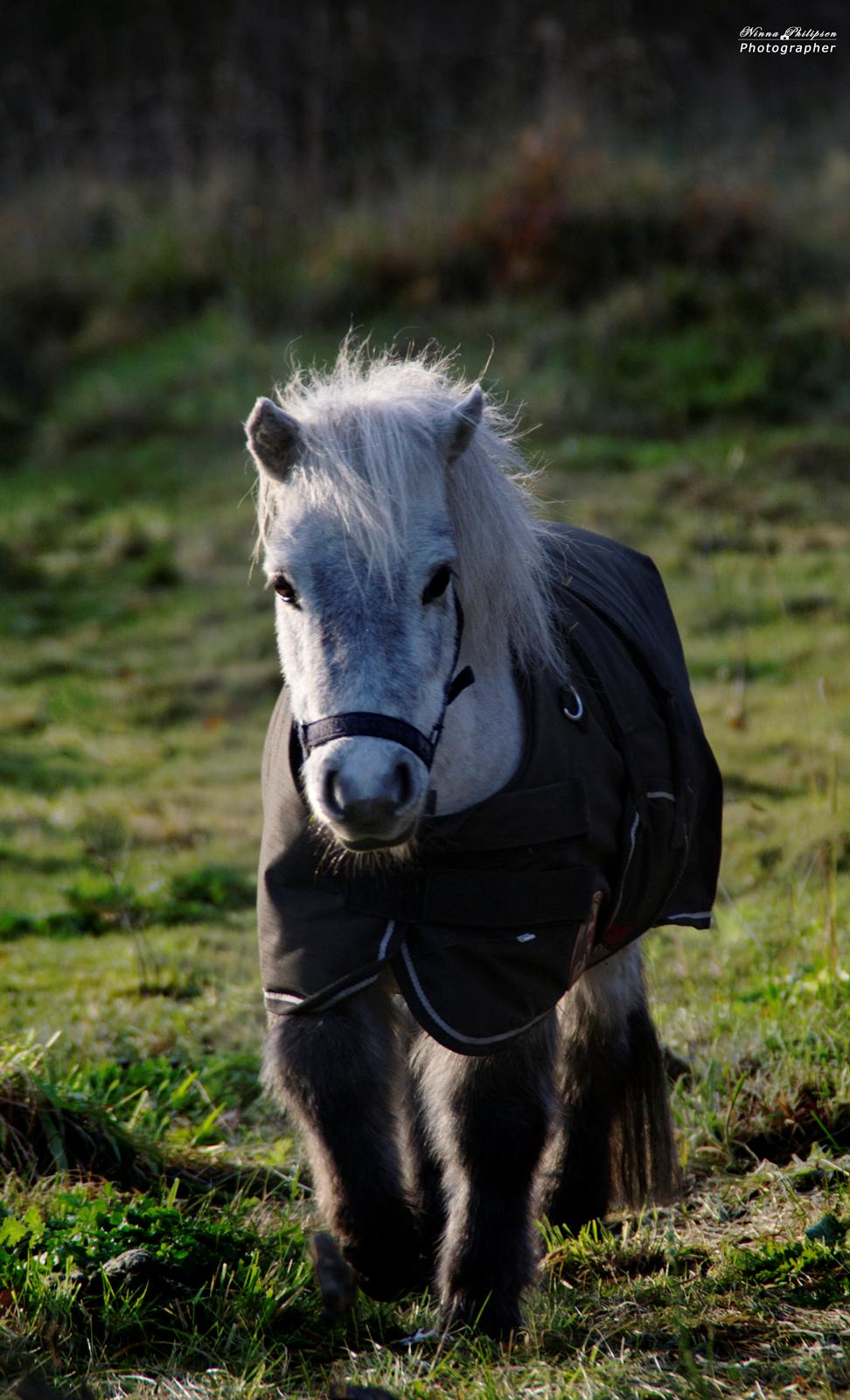 Miniature Máni billede 12