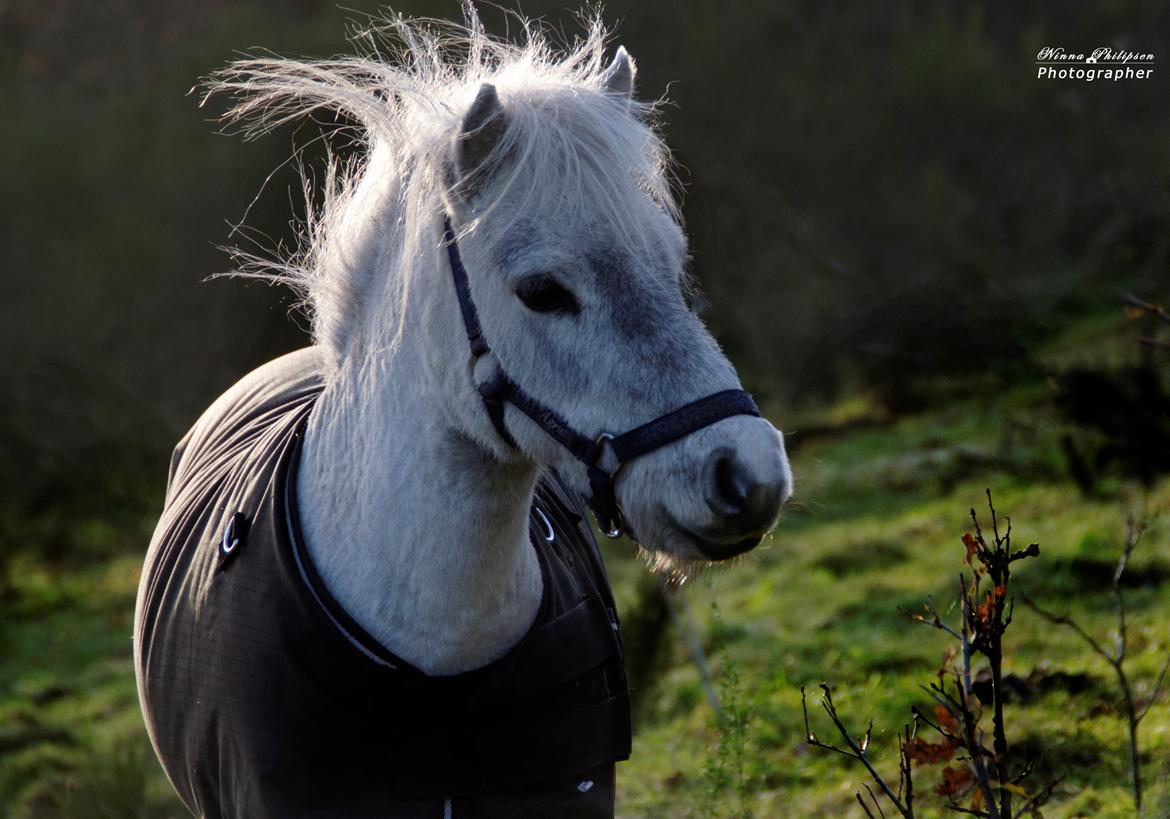 Miniature Máni billede 13