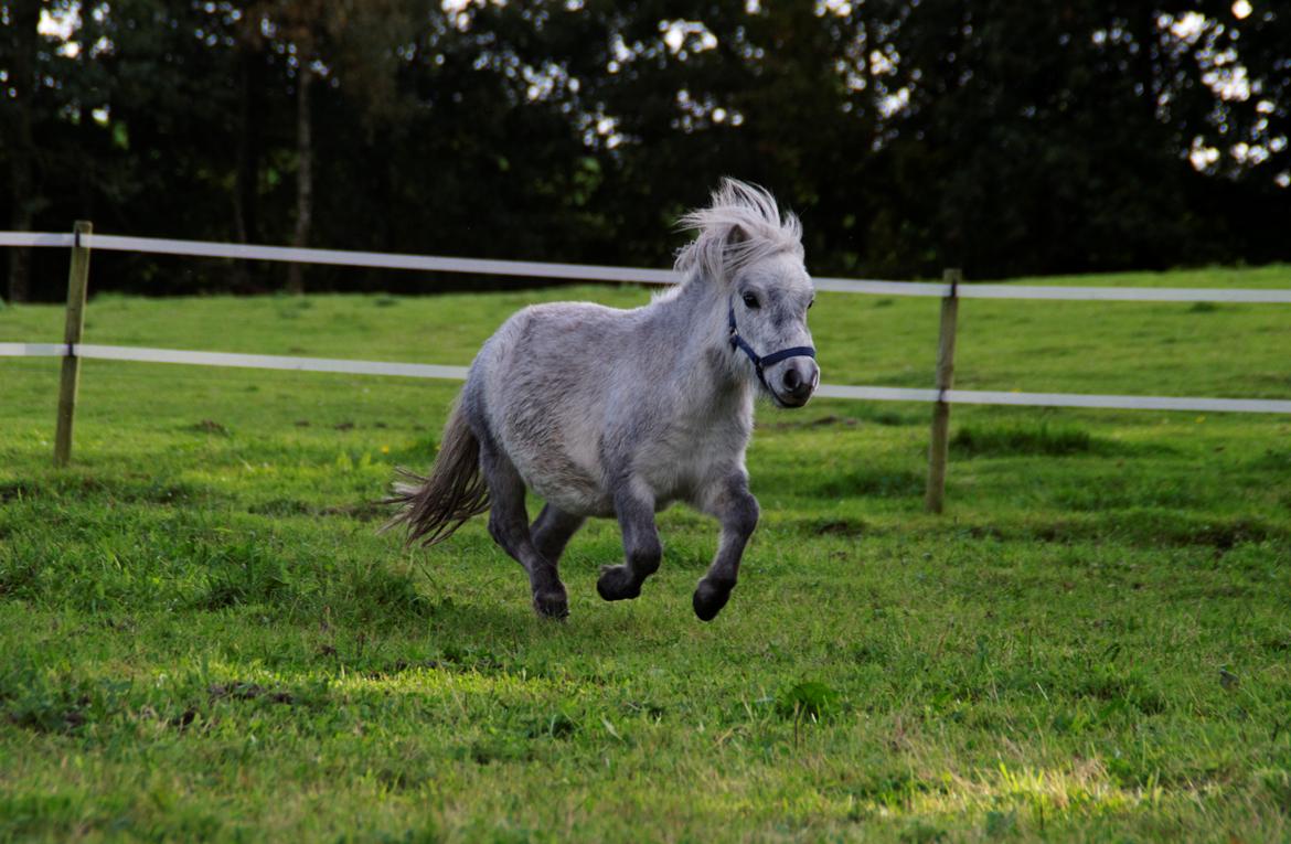 Miniature Máni billede 20