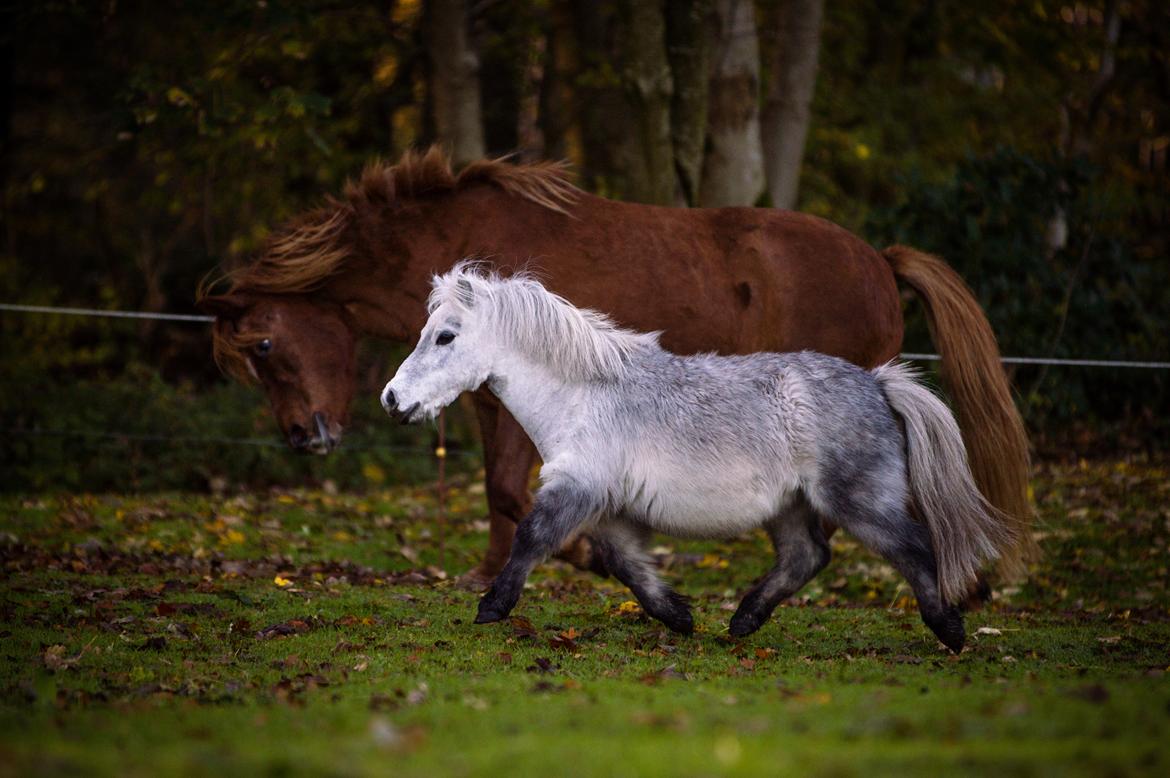 Miniature Máni billede 21