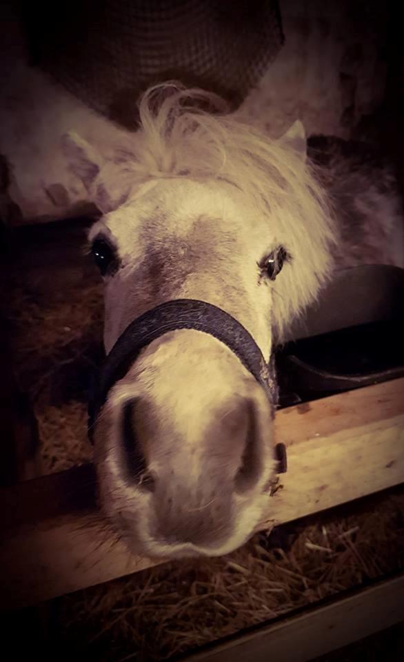 Miniature Máni billede 22