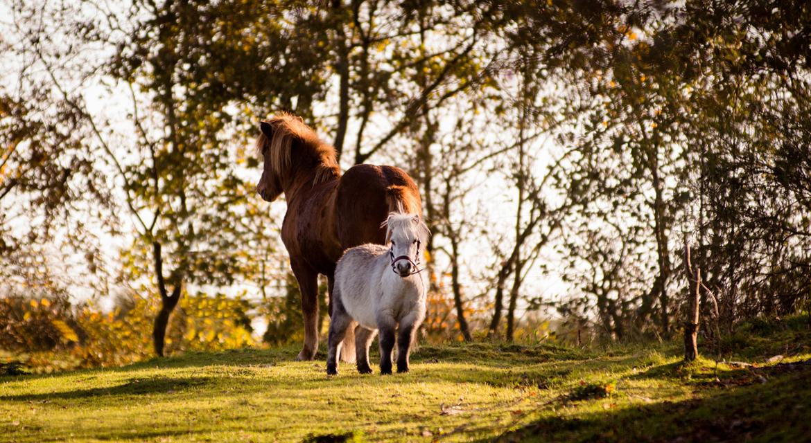 Miniature Máni billede 24