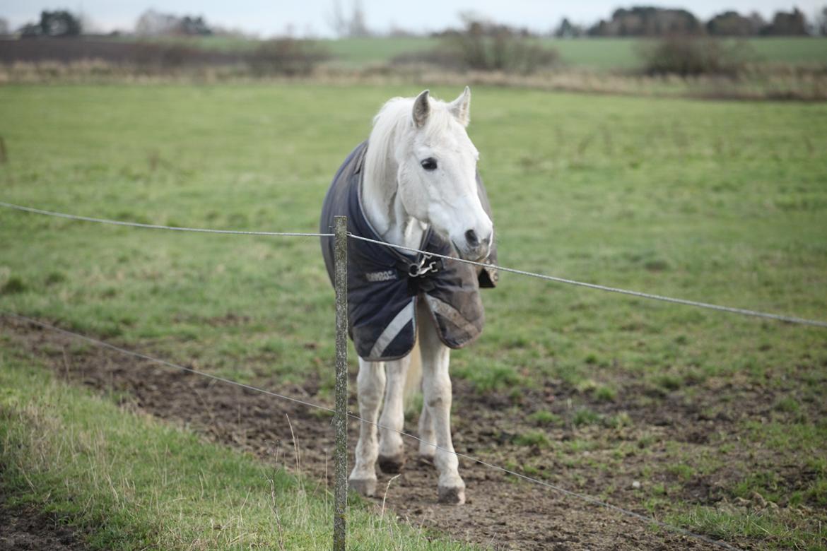 Shagya Araber (SH) Seagal Bajar billede 5