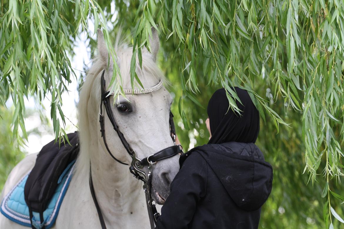 Shagya Araber (SH) Seagal Bajar billede 13