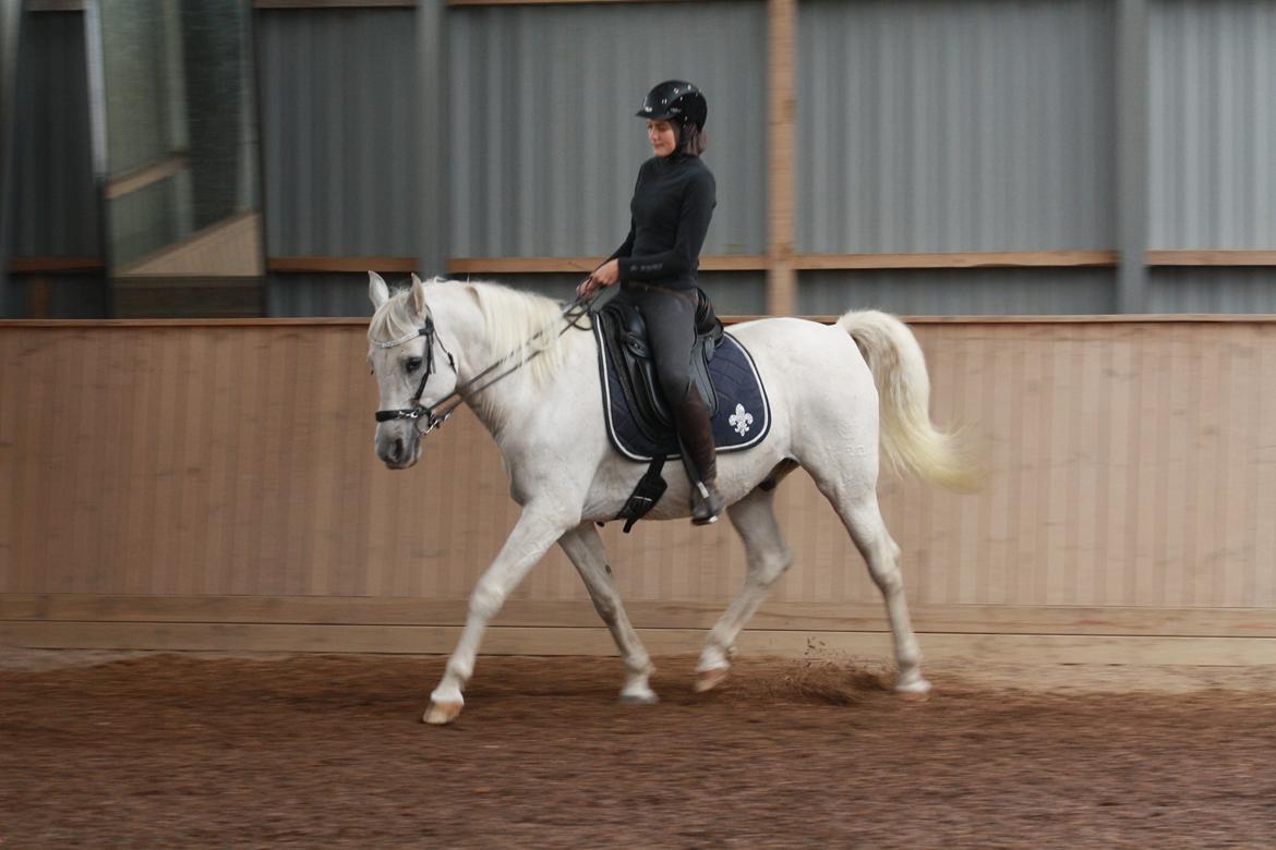 Shagya Araber (SH) Seagal Bajar billede 11