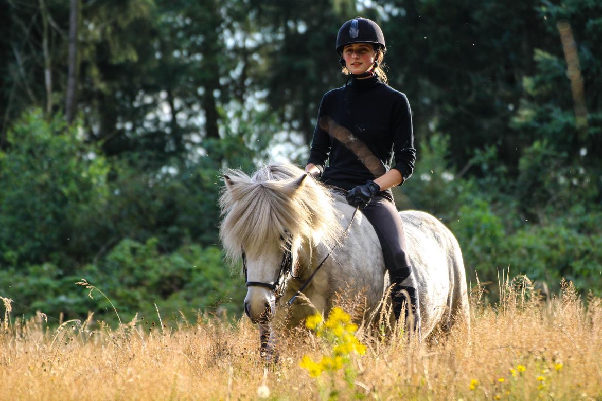 Islænder Löbbi billede 7