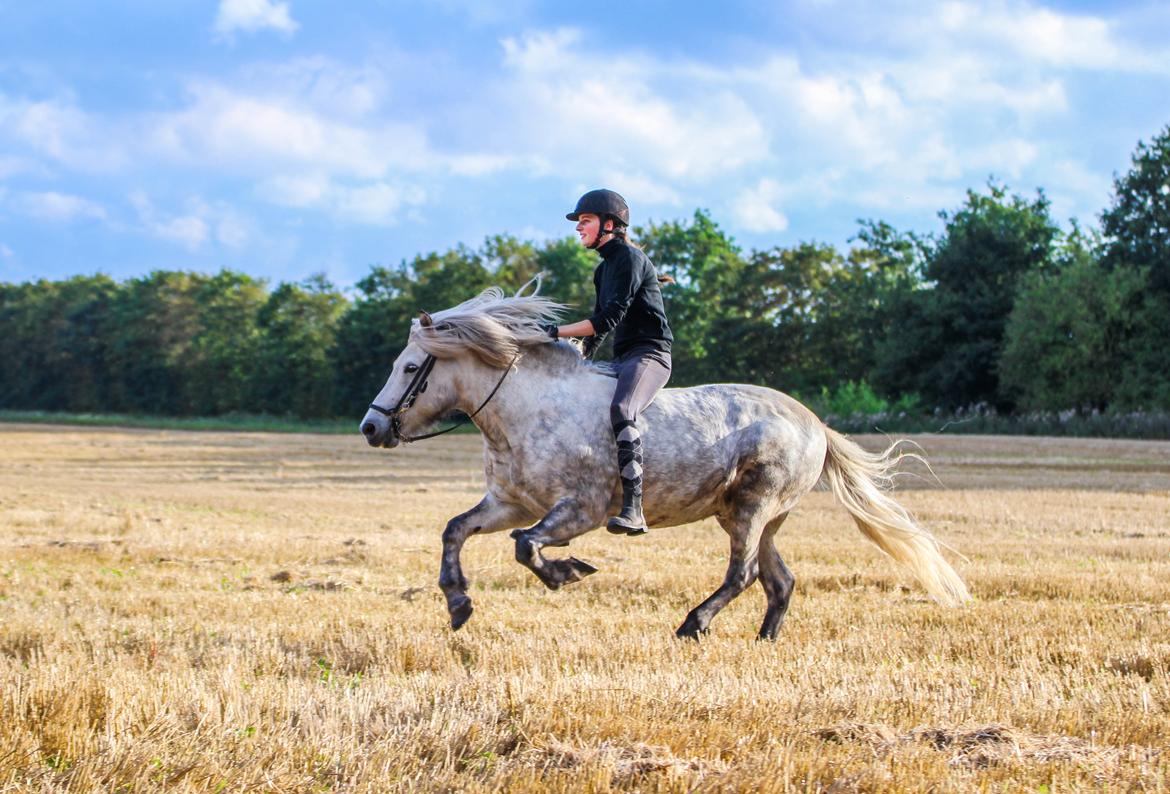 Islænder Löbbi billede 2
