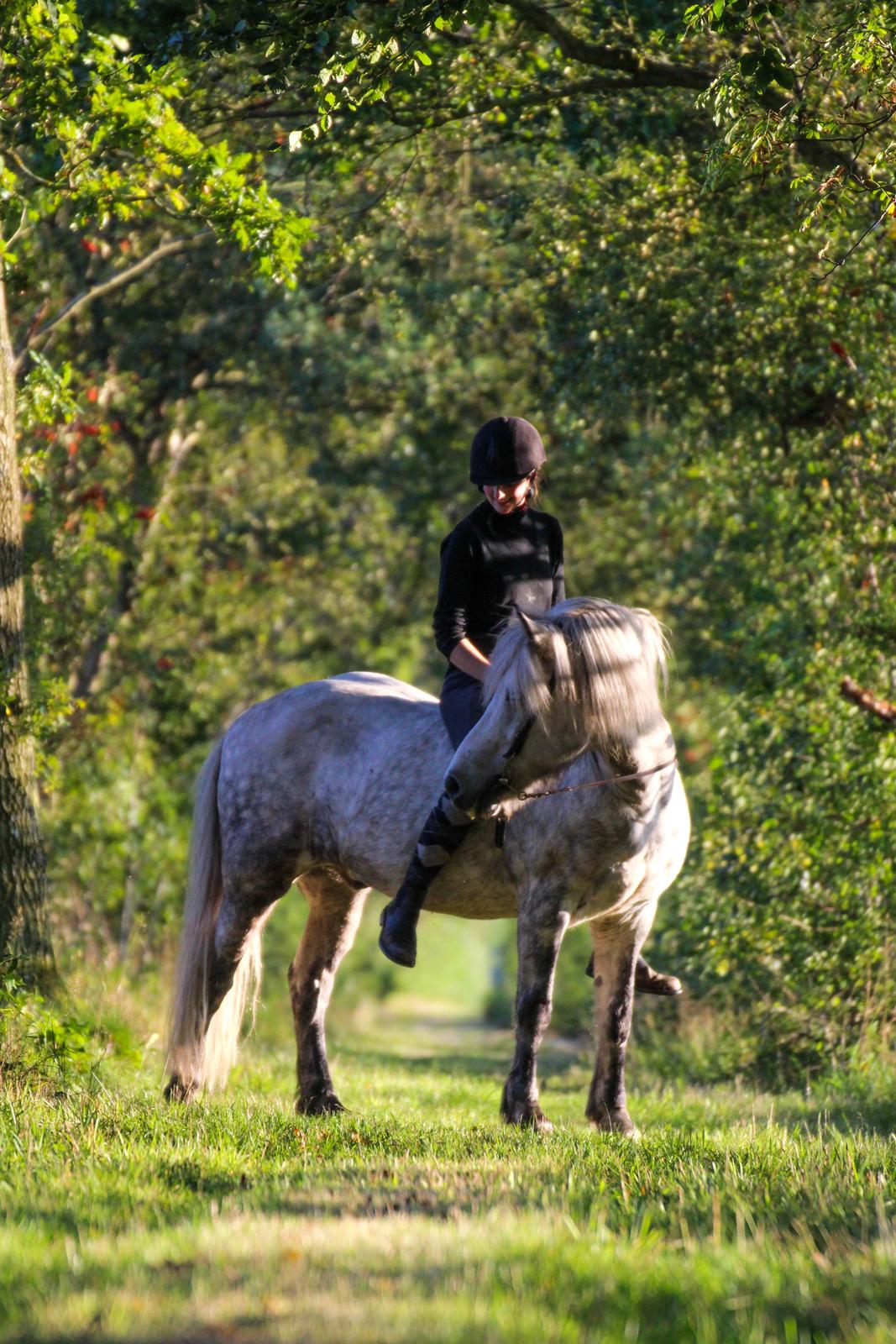Islænder Löbbi billede 8