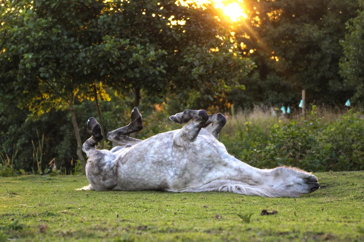 Islænder Löbbi billede 9