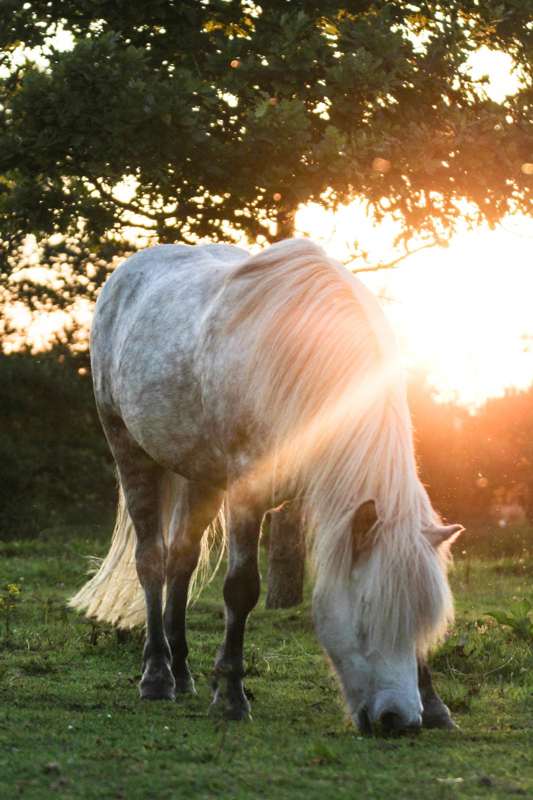 Islænder Löbbi billede 10